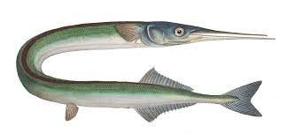 Gar